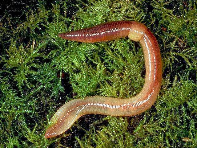 07-earthworm.jpg